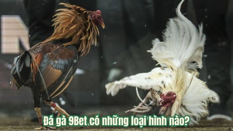 Đá gà 9Bet có những loại hình nào?